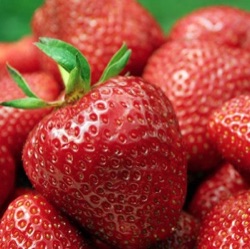 Fragaria x ananassa 'Gigantella Maxim'
