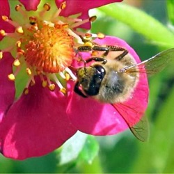 Fragaria x rubra 'Vivarosa'