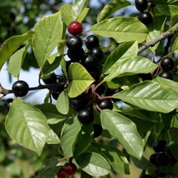 Frangula alnus (Rhamnus frangula)