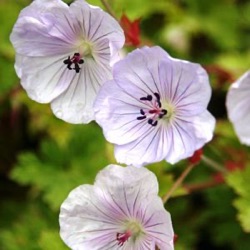Geranium 'Lilac Ice' ®