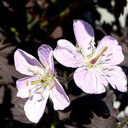 Geranium maculatum 'Espresso'