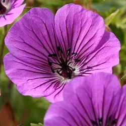 Geranium 'Pink Penny' ®