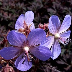 Geranium pratense 'Midnight Reiter'