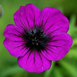 Geranium 'Sandrine'