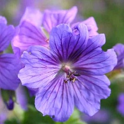 Geranium x magnificum 'Rosemoor'