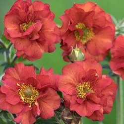 Geum 'Tempest Scarlet' ®
