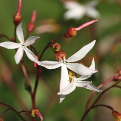 Gillenia trifoliata