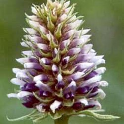 Glycyrrhiza echinata