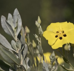 Halimium halimifolium