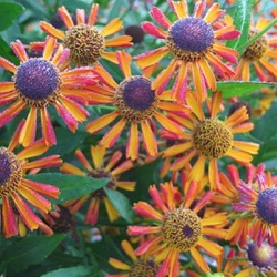 Helenium autumnale 'Tie Dye'