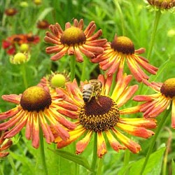 Helenium 'Loysder Wieck'