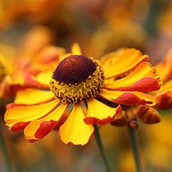 Helenium 'Rauchtopas'