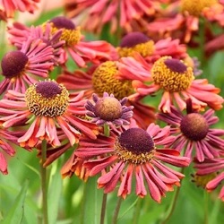 Helenium 'Siësta'