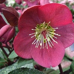 Helleborus hybridus 'Anna's Red' ®