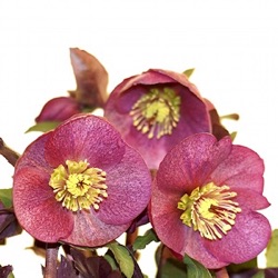 Helleborus hybridus 'Charmer' (Rodney Davey Marbled Group)