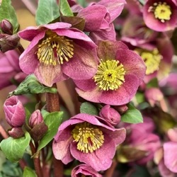 Helleborus hybridus 'Rhythm Pink'