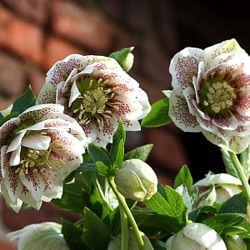 Helleborus orientalis 'Cinderella' XXL
