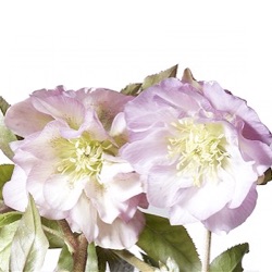 Helleborus orientalis (Double-Ellen® Pink)