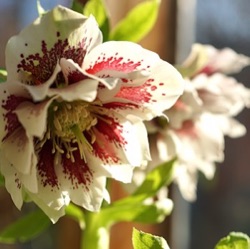 Helleborus orientalis (Double-Ellen® Spotted White)