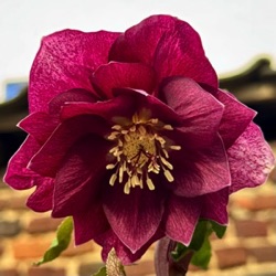 Helleborus orientalis 'Laura'