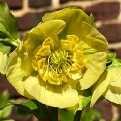 Helleborus orientalis 'Lucrezia'