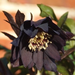 Helleborus orientalis 'Manon'