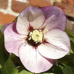 Helleborus orientalis 'Picotee Pink'
