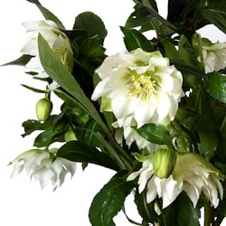 Helleborus orientalis 'White Ball' (nog groter)