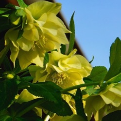 Helleborus orientalis 'Xanthia'