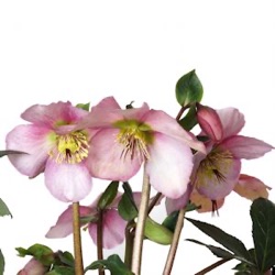 Helleborus 'Sensas' (niger subsp. macranthus x orientalis subsp. abchasicus)