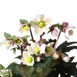 Helleborus x ericsmithii 'Pirouette' ®