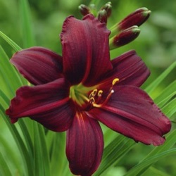 Hemerocallis 'Black Emanuelle'