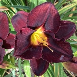 Hemerocallis 'Black Stockings'