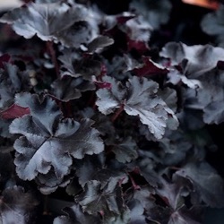 Heuchera 'Black Pearl'