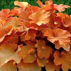 Heuchera 'Caramel' ®