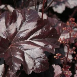 Heuchera 'Obsidian' ®