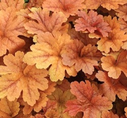 Heucherella 'Buttered Rum'