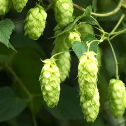 Humulus lupulus 'Jupiter' ®