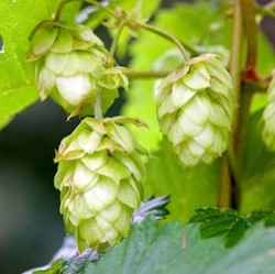 Humulus lupulus 'Nordbrau' ('Northern Brewer')