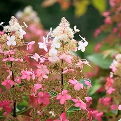 Hydrangea paniculata 'Silver Dollar'
