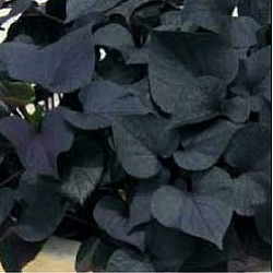 Ipomoea batatas 'Iposun Black Tone'