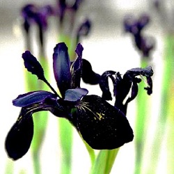 Iris chrysographes 'Black Form'