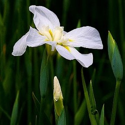 Iris ensata 'Diamant'