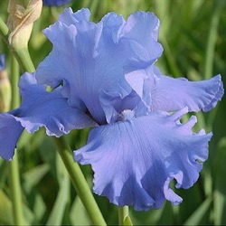 Iris 'Metolius Blues' (G)