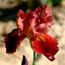 Iris 'Natchez Trace' (G)