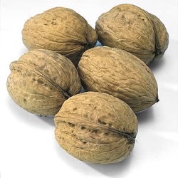 Juglans regia 'Broadview' (spil)