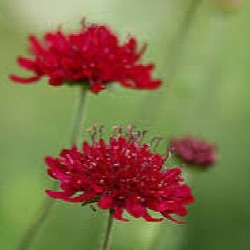 Knautia macedonica 'Mars Midget'