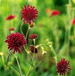 Knautia macedonica 'Red Knight'