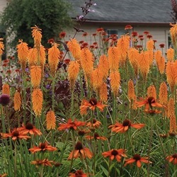 Kniphofia 'Mango Popsicle' ®