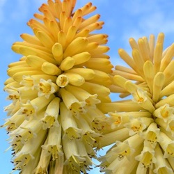 Kniphofia 'Moonstone'